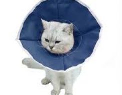 BEZ KEDİ YAKALIĞI (KARGO HARİÇ)