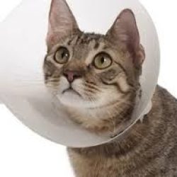 ŞEFFAF YAKALIK 7,5CM