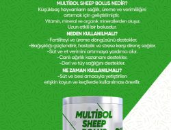 KOYUN VE KEÇİ BOLUSU 30’LU