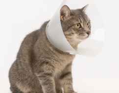 ŞEFFAF YAKALIK 10 CM