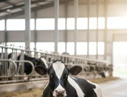 HAYVAN YATAĞI 1.10 1.90 22 ML